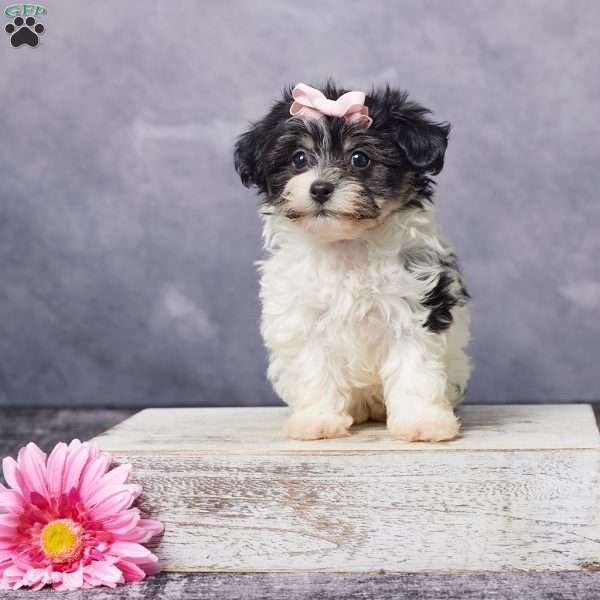 Ashley, Havachon Puppy